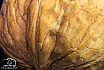 lecker so eine Walnuss - Makroaufnahmen
