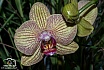 Orchideenblüte - Makroaufnahmen