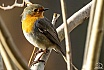 Rotkehlchen im Garten - NEUE BILDER