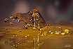 Wassertropfensplash - NEUE BILDER