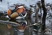 Mandarinente mit Spiegelung - Tiere