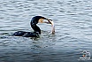 Kormoran beim Fischfang - Tiere