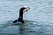 Kormoran beim Fischfang - Tiere