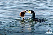 Kormoran beim Fischfang - Tiere