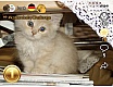 katzenbabyChallenge - Platzierungen bei Fotowettbewerben