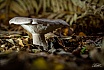 Pilz im Herbst - in der Natur