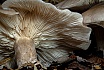 Pilz im Herbst - in der Natur