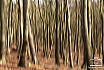 Wald mit Bewegungsunschärfe - in der Natur