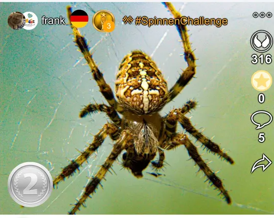 2. Platz bei der SpinnenChallenge