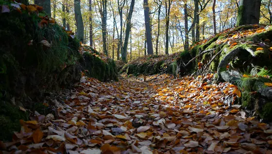 Landschaftsfoto von der Ostsee (Bild 17)
