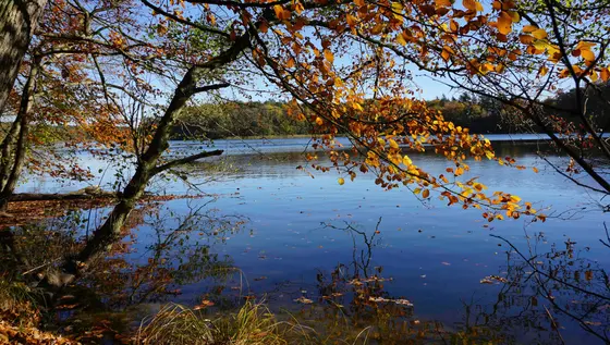 Landschaftsfoto von der Ostsee (Bild 18)