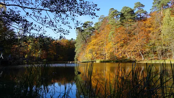 Landschaftsfoto von der Ostsee (Bild 19)