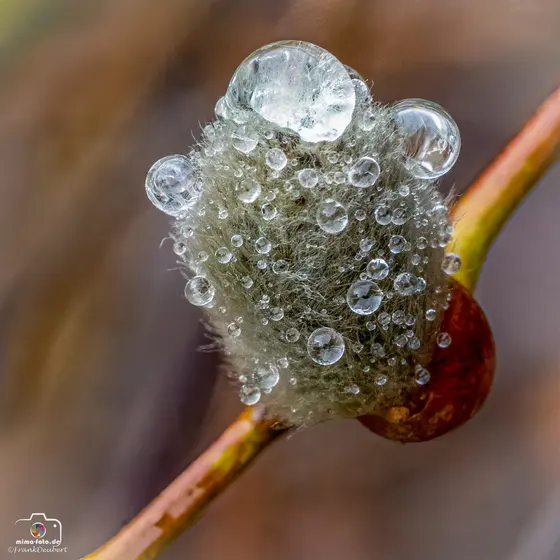 Naturfoto (Bild 12)