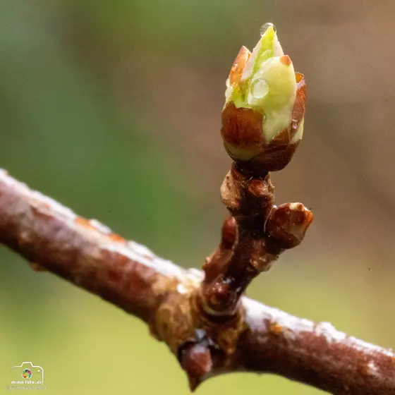 Naturfoto (Bild 13)