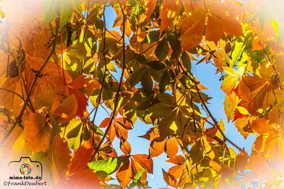 Naturfoto (Bild 25)