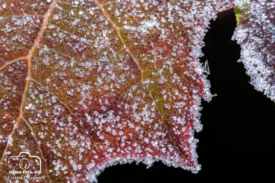 Naturfoto (Bild 27)