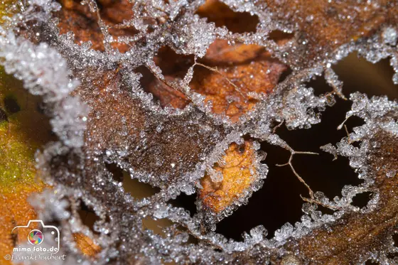 Naturfoto (Bild 29)