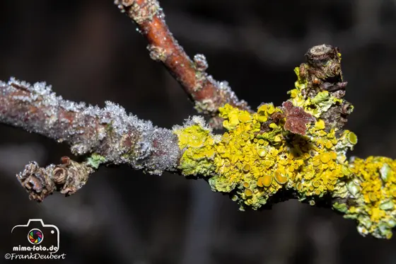 Naturfoto (Bild 31)