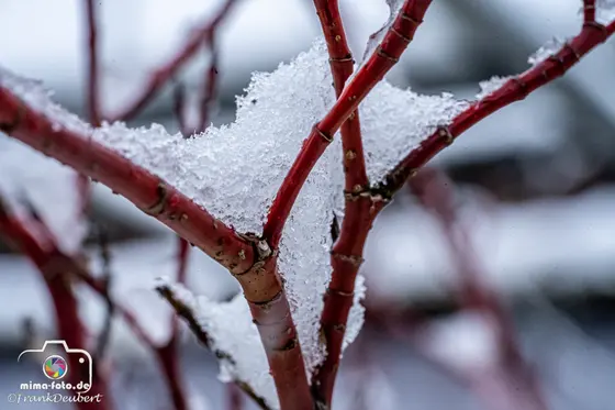 Naturfoto (Bild 36)
