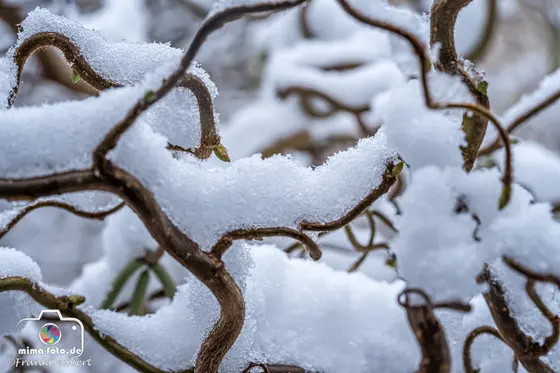 Naturfoto (Bild 37)