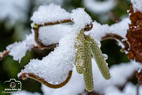 Naturfoto (Bild 38)