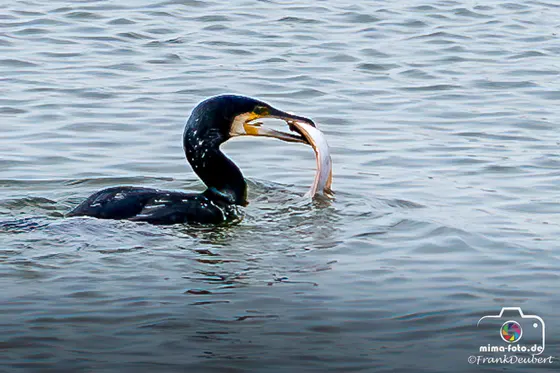 Tierfoto (Bild 3)