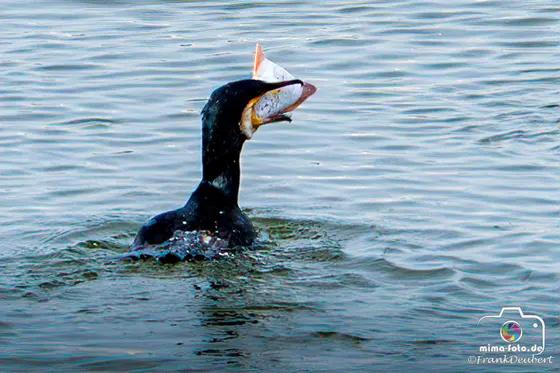 Tierfoto (Bild 4)