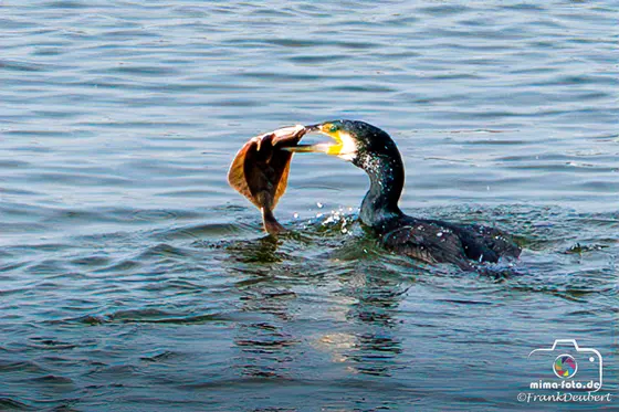 Tierfoto (Bild 5)