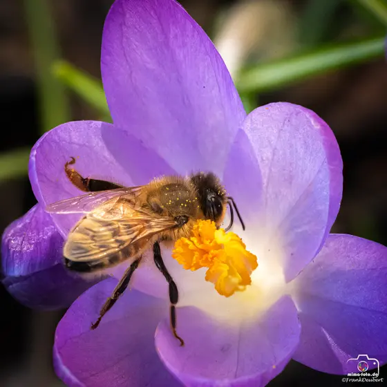 Tierfoto (Bild 6)