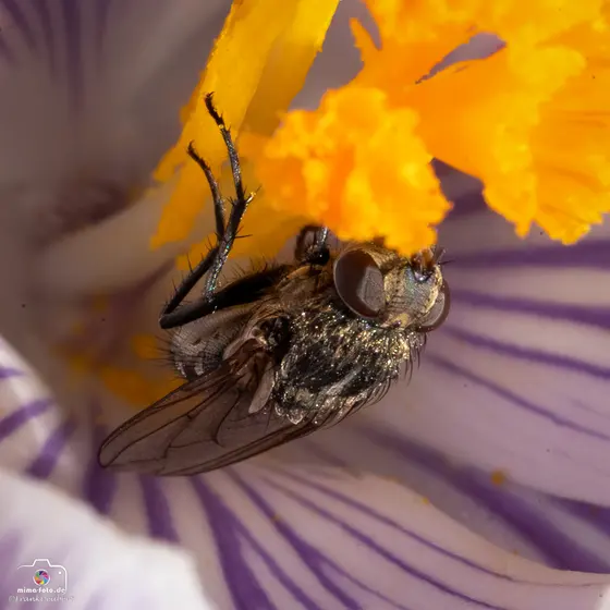 Tierfoto (Bild 8)