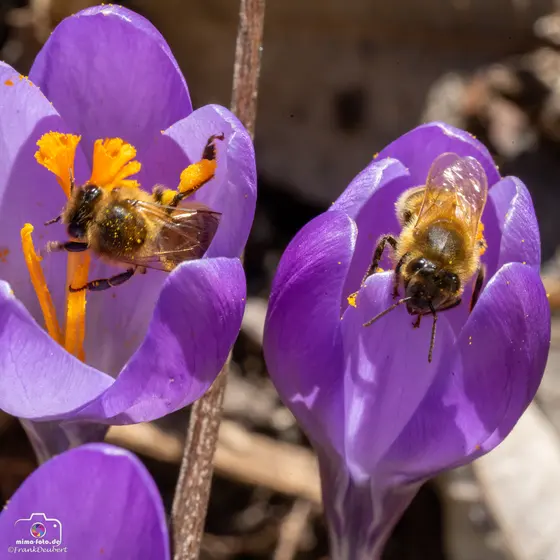 Tierfoto (Bild 9)