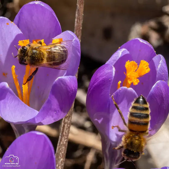 Tierfoto (Bild 10)