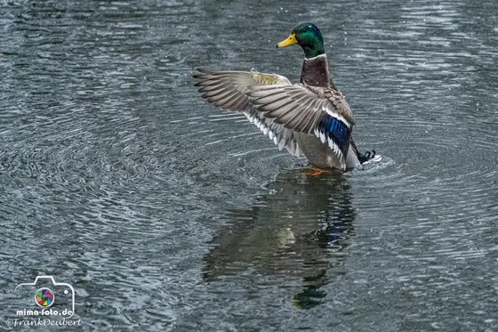 Tierfoto (Bild 11)