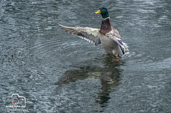 Tierfoto (Bild 12)