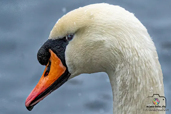 Tierfoto (Bild 14)